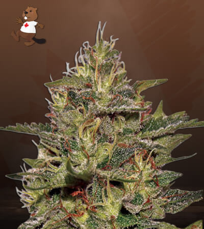 original-cheese-image