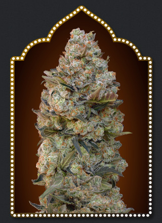 chocolate-skunk-image