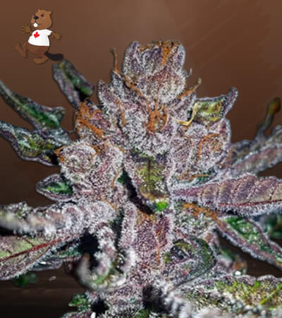 tropicana-cookies-purple-image