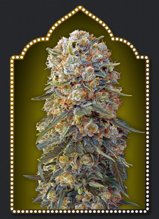 sweet-critical-image