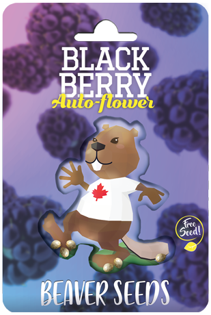 blackberry-autoflower-image