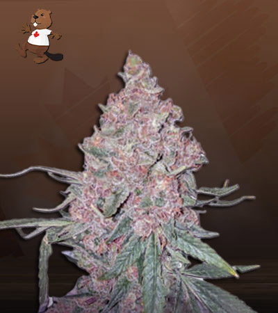 blue-orca-autoflowering-image