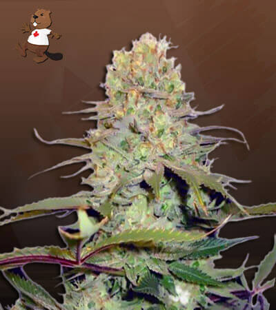 diamond-kush-autoflower-image