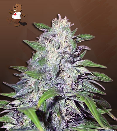 dwarf-king-autoflower-image