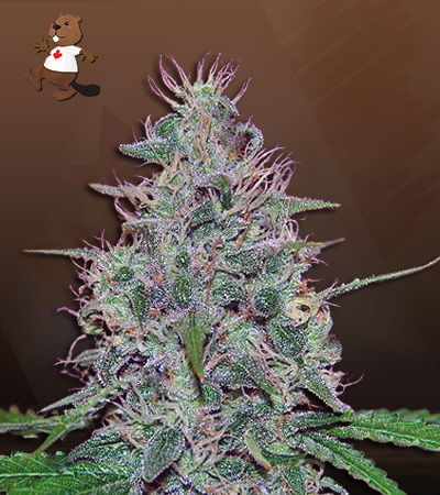 frosted-zin-autoflower-image