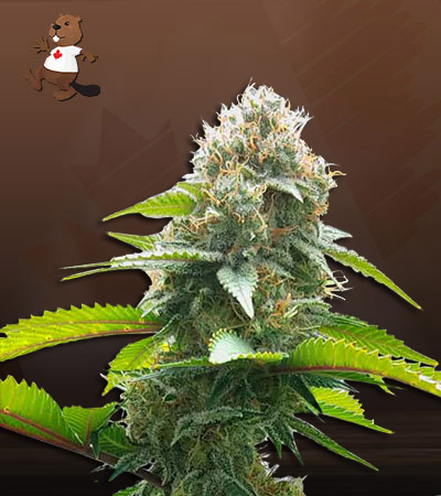 fruit-walker-autoflower-image