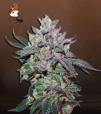 gorilla-cake-autoflower-image