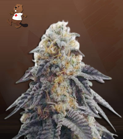 hippie-crippler-autoflower-image