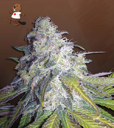 killer-blue-autoflower-image