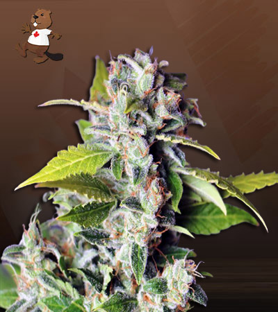mango-haze-autoflower-image