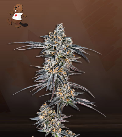 mendo-breath-autoflower-image