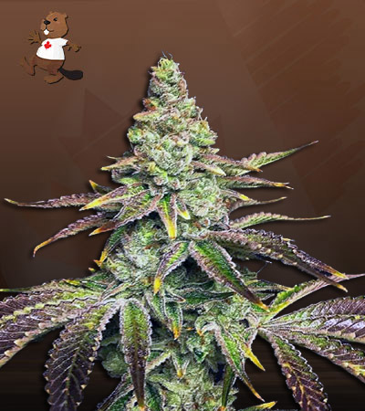 mint-dawg-autoflower-image