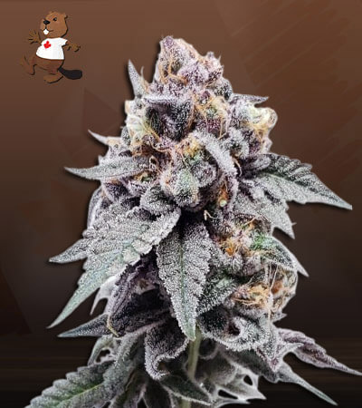 mint-melon-autoflower-image