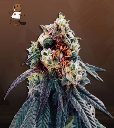 misty-autoflower-image