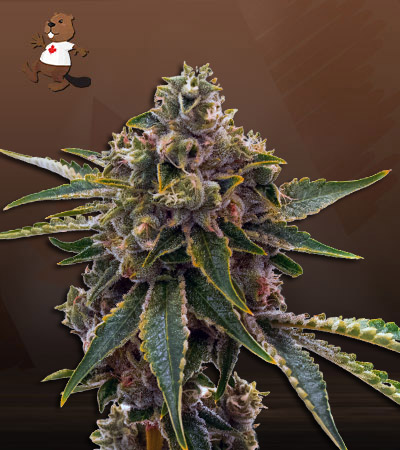 northern-mango-autoflower-image