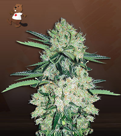 nyc-diesel-autoflower-image