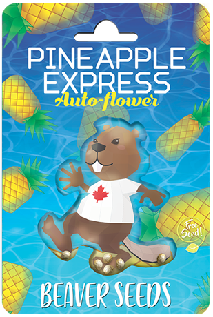 pineapple-express-autoflower-image