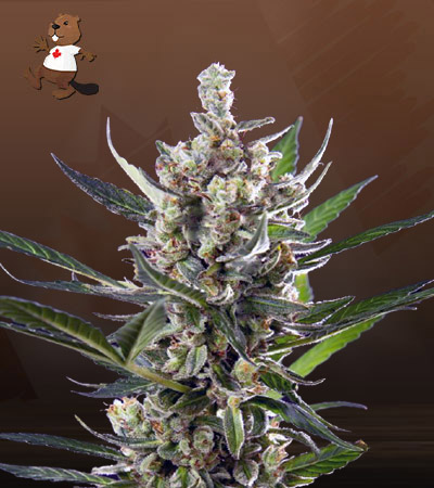 pluto-kush-autoflower-image