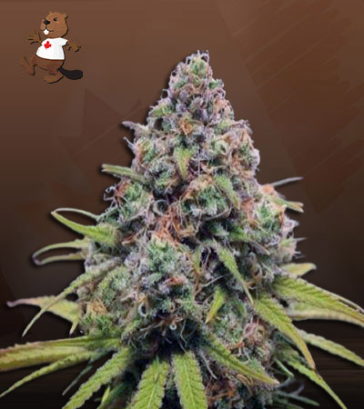 strawberry-kush-autoflower-image