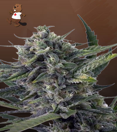 sweet-kush-autoflower-image