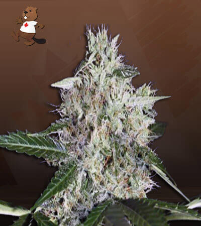 sweet-mango-autoflower-image
