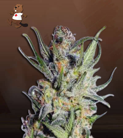 thai-autoflower-image