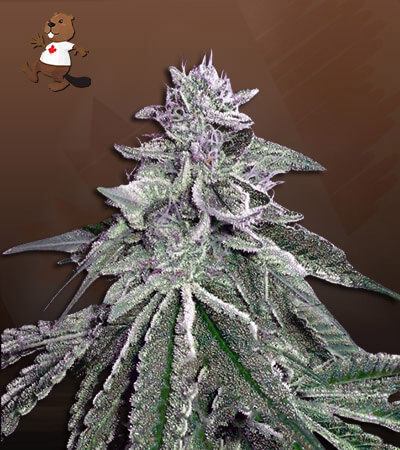 white-dream-autoflower-image