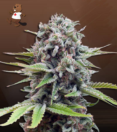 white-widow-autoflower-image