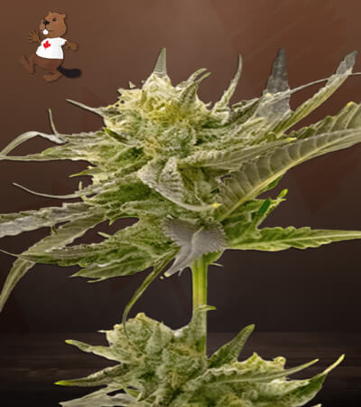 blue-fruit-autoflower-image
