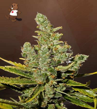 cheese-autoflower-image