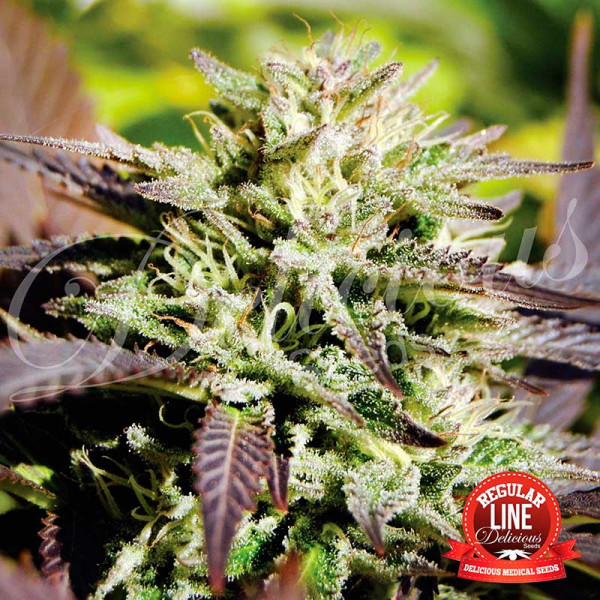 caramelo-regular-image