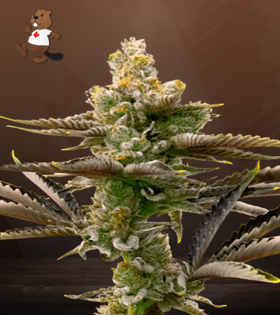 cream-candy-autoflower-image