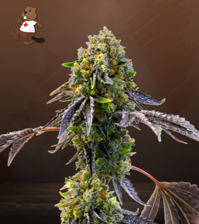 fruit-autoflower-image