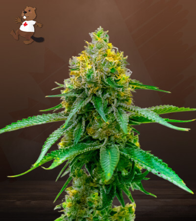 girl-scout-cookies-autoflower-image