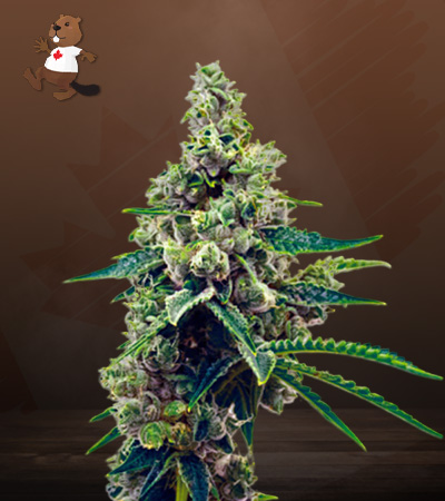 grapefruit-autoflower-image