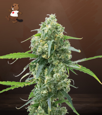 lowryder-autoflower-image