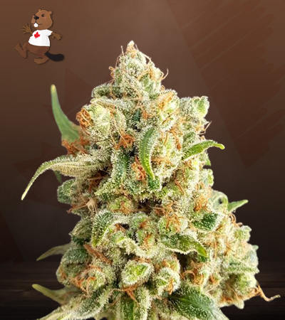 ny-diesel-autoflower-image