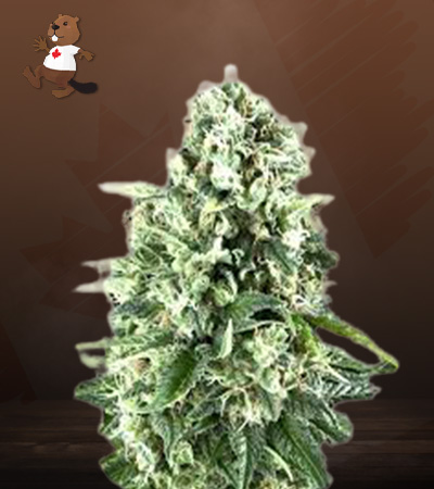 super-silver-haze-autoflower-image
