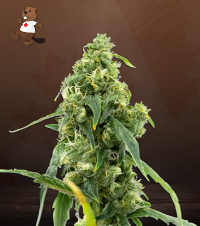 cbd-black-diesel-image