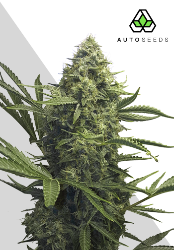 sweet-cbd-auto-image