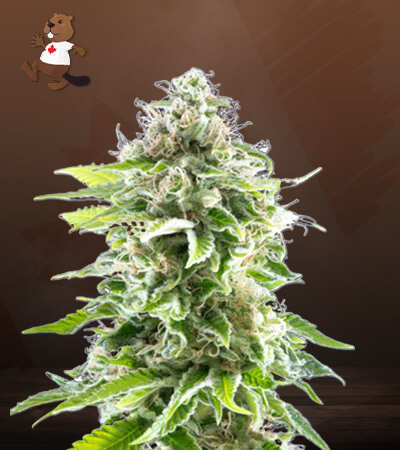 cbg-cookies-image