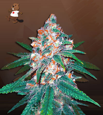 afghani-regular-image