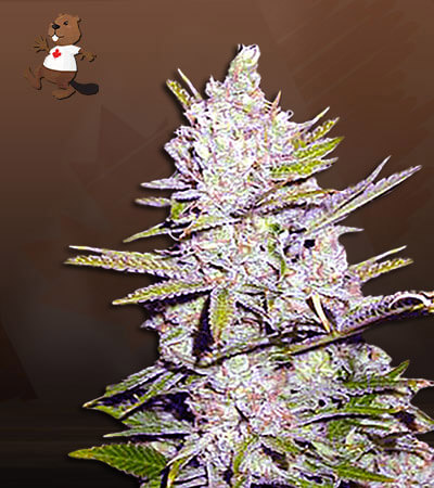 haze-xtreme-regular-image