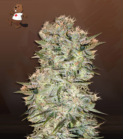 original-skunk-regular-image