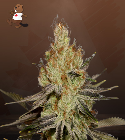 agent-orange-regular-image