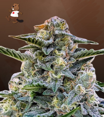 bruce-banner-regular-image