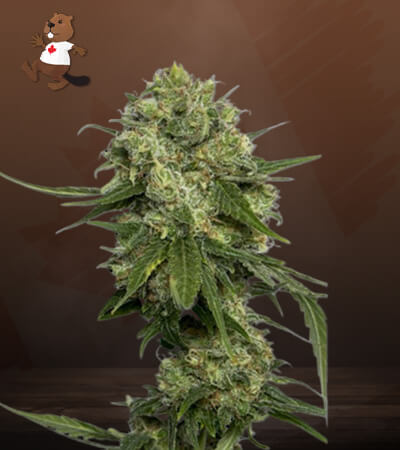 chocolope-regular-image