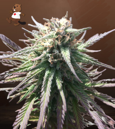 gelato-regular-image