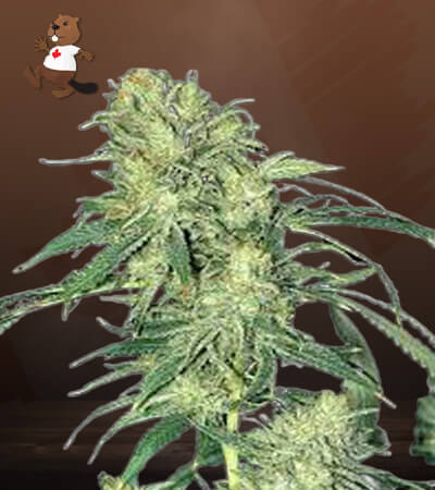 hindu-kush-regular-image