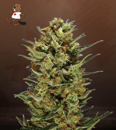 jelly-bean-regular-image